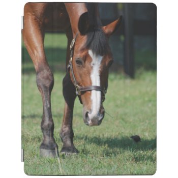 Gorgeous Quarter Horse Ipad Smart Cover by HorseStall at Zazzle