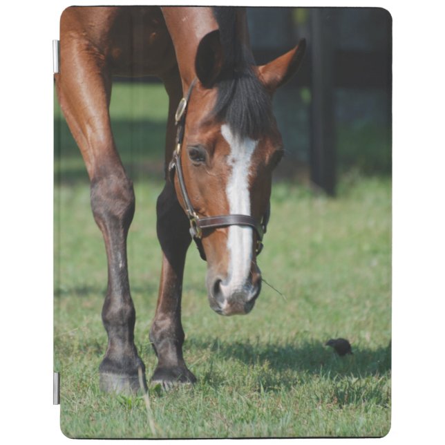 Gorgeous Quarter Horse iPad Smart Cover (Front)