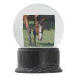 Gorgeous Quarter Horse Snow Globe