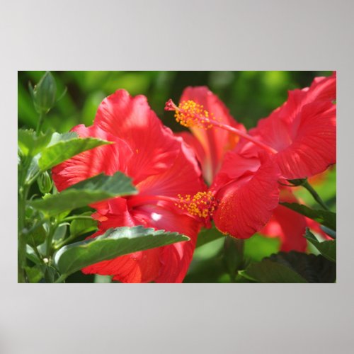 Gorgeous Red Hibiscus POSTER or Framed Art