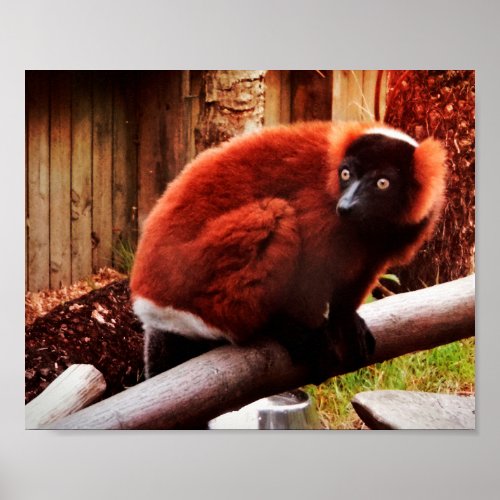 Gorgeous Red Lemur Poster