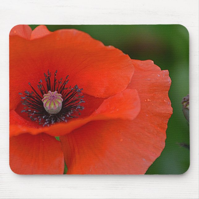 Gorgeous Red Poppy Mouse Pad (Front)