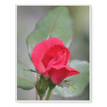 Gorgeous Red Rose Bud Temporary Tattoos