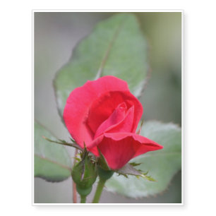 Gorgeous Red Rose Bud Temporary Tattoos