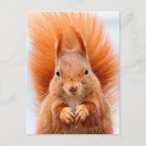 Gorgeous Red Squirrel Postcard