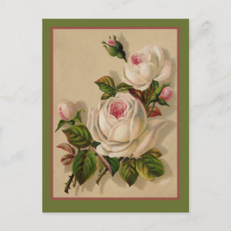 Gorgeous Redoute White Roses Postcard