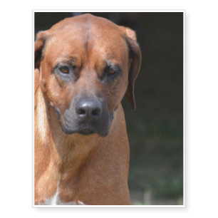 Gorgeous Rhodesian Ridgeback Temporary Tattoos