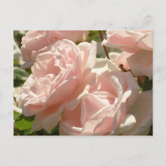 Gorgeous Roses Postcard