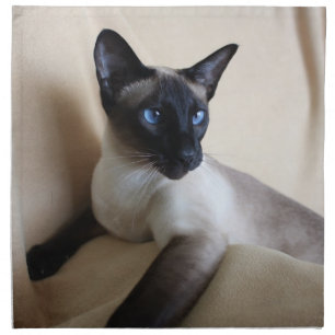 Gorgeous Siamese Cat Face Napkin