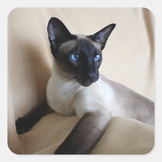 Gorgeous Siamese Cat Face Square Sticker (Front)