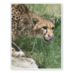 Gorgeous Sleek Cheetah Licking His Nose Temporary Tattoos