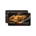 Gorgeous Sleeping German Shepherd on Couch