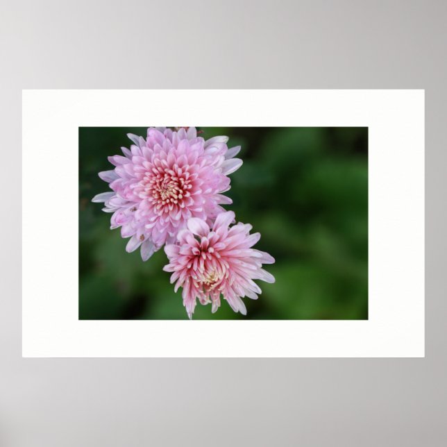Gorgeous Soft Pink Flowers Poster (Front)
