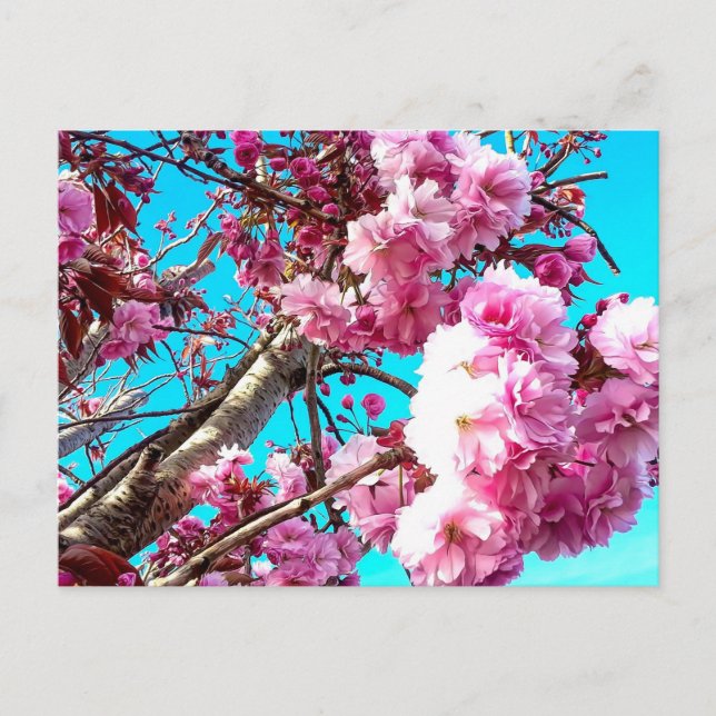 Gorgeous Spring Cherry Blossoms Digital Painting Postcard (Front)