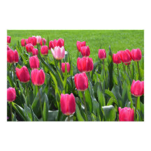 gorgeous spring pink tulip flowers