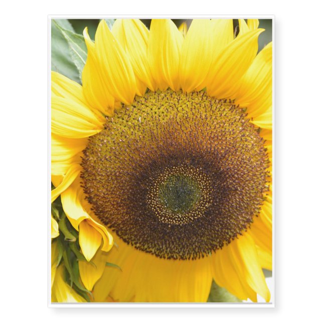 Gorgeous Sunflower Temporary Tattoos (Front)