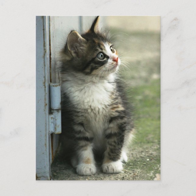 Gorgeous tabby kitten design - so cute! postcard (Front)