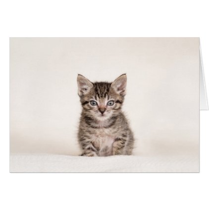 Gorgeous Tabby Kitten Greeting Card