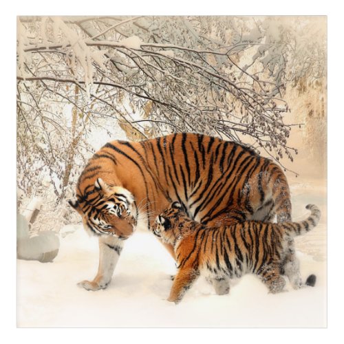 Gorgeous tiger and cub in snow acrylic print