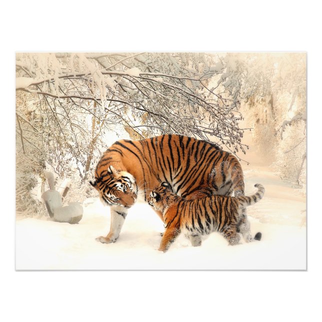 Gorgeous tiger and cub in snow photo print (Front)