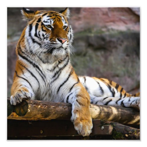 Gorgeous tiger lying down photo print