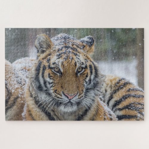 Gorgeous Tiger Portrait Jigsaw Puzzle