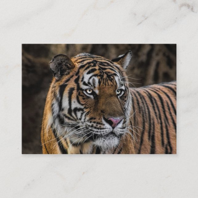 Gorgeous Tiger Sleek Wildcat Face Business Card (Front)