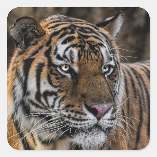 Gorgeous Tiger Wildcat Face Square Sticker (Front)