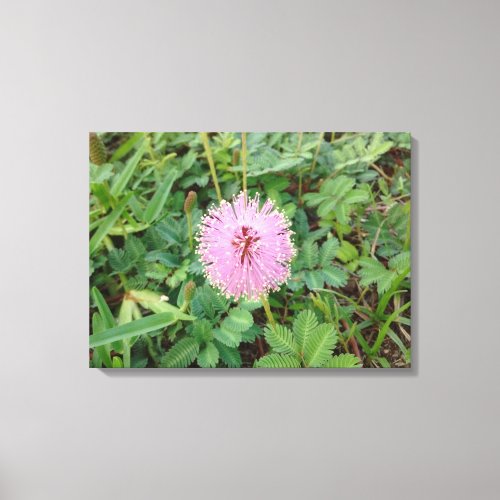 Gorgeous Tiny Pink Flower with Yellow Tips Canvas Print
