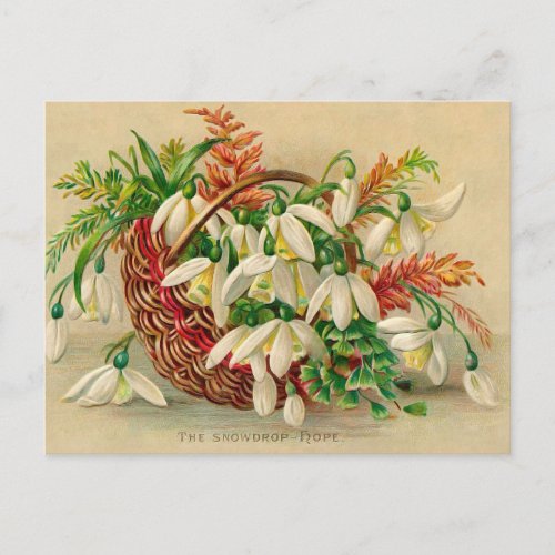 Gorgeous Victorian Floral Basket of Snowdrops Postcard