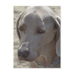 Gorgeous Weimaraner Postcard