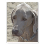 Gorgeous Weimaraner Temporary Tattoos