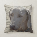 Gorgeous Weimaraner Throw Pillow