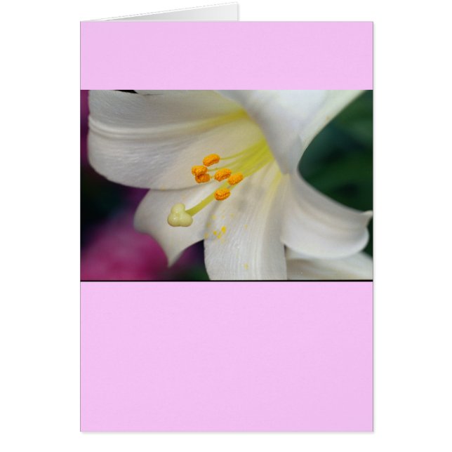 Gorgeous While Lily Cards (Front)