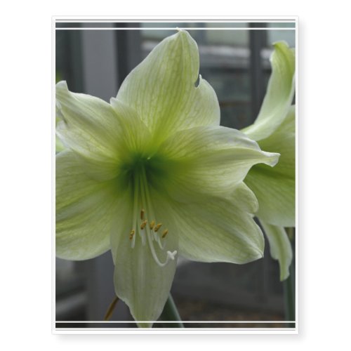 Gorgeous White Amaryllis Temporary Tattoos