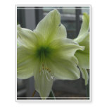 Gorgeous White Amaryllis Temporary Tattoos