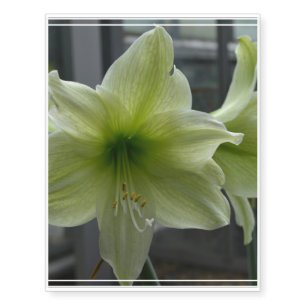 Gorgeous White Amaryllis Temporary Tattoos