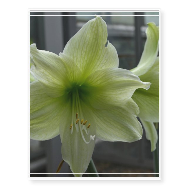 Gorgeous White Amaryllis Temporary Tattoos (Front)
