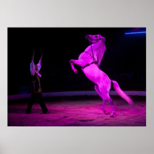 Gorgeous White Circus Horse Poster