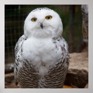 Gorgeous White Owl Poster