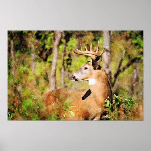 Gorgeous Whitetail Deer Buck Watercolor Painting Poster