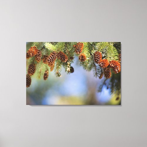 Gorgeous Winter Pine Tree Limb with Pine Cones Canvas Print