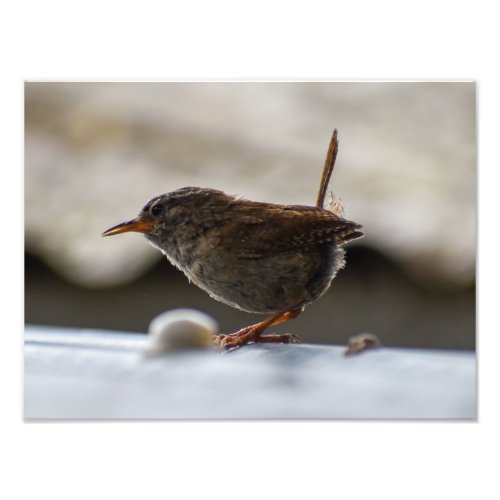 Gorgeous Wren  Photo Print