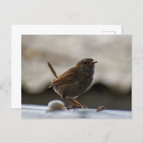 Gorgeous Wren  Postcard