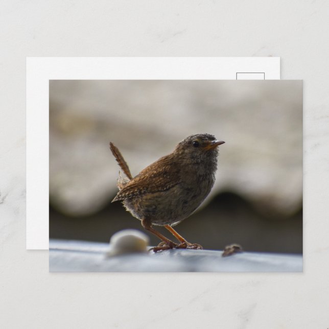 Gorgeous Wren  Postcard (Front/Back)