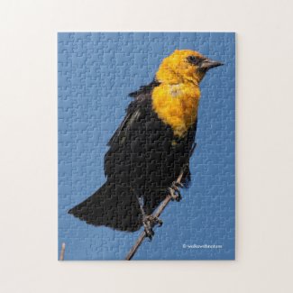 Gorgeous Yellow-Headed Blackbird on a Windy Day