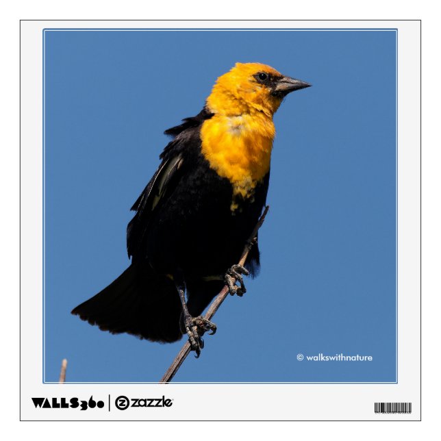 Gorgeous Yellow-Headed Blackbird on a Windy Day Wall Decal (Front)