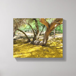 Gorgeous Yellow Palo Verde Tree Canvas Print