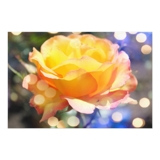 Gorgeous yellow rose flower.  Floral photography Photo Print (Front)