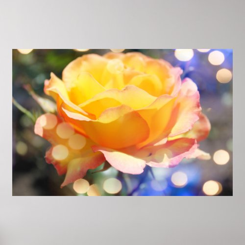 Gorgeous yellow rose flower  Floral photography Poster